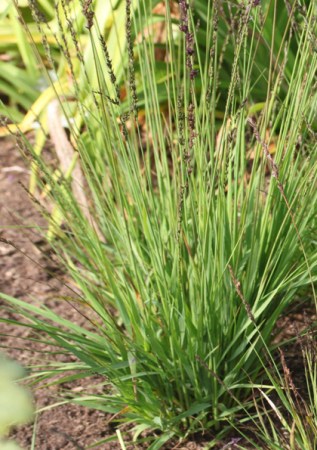 Molinia caerulea  Igel